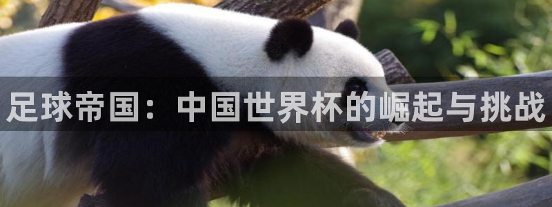 世界杯对阵图2026：足球帝国：中国世界杯的崛起与挑战